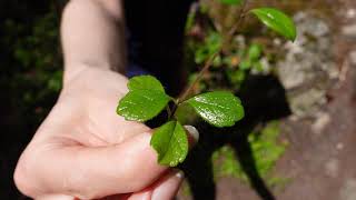 Twinflower Linnaea borealis [upl. by Ninaj]