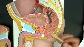 Male reproductive anatomy model 01wmv [upl. by Aerbua]