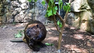 Beaver Aspen Cuts Down A Tree [upl. by Spanjian]