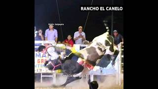 Fulminante el quotCoralilloquot de RANCHO EL CANELO en el Torneo Nacional de Iguala 2024  Jaripeo [upl. by Jerrome]