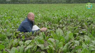 Cercospora bestrijding Bayer Crop Science Bieten Proefveld [upl. by Suter765]