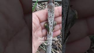 Bud grafting ติดตาน้อยหน่า atemoya น้อยหน่า ติดตา atemoia アテモヤ 鳳梨釋迦 [upl. by Gievlos]