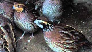 Bobwhite Quail 2 year old part 2 [upl. by Cornew447]