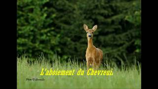 Aboiement du chevreuil [upl. by Danny]