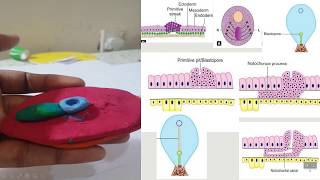 notochord formation [upl. by Eedyah20]