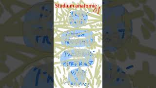 19 Studium anatomie01 anatomie biologie maturita [upl. by Sisenej13]