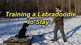 How to Teach a Labradoodle to Stay [upl. by Brass]