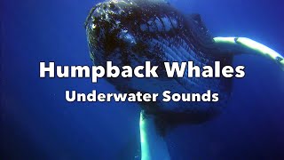 Humpback Whales Underwater Sounds [upl. by Lennej]