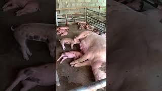 Super Pig Farming pig shorts pigraising [upl. by Anoy]