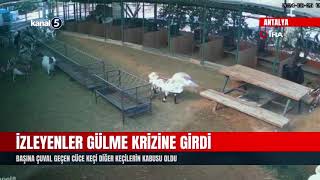 İzleyenler Gülme Krizine Girdi  Başına Çuval Geçen Cüce Keçi Diğer Keçilerin Kabusu Oldu [upl. by Kcirdla183]