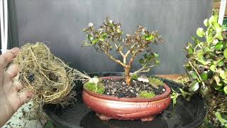 Coprosma bonsai repotasmr [upl. by Secor]