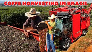 COFFEE FARM IN BRAZIL  THE SECRET OF PRODUCING A UNIQUE TASTE  COFFE HARVESTING MACHINE [upl. by Vyky430]