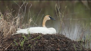 For the Birds  Trumpeter Swan [upl. by Nylime302]