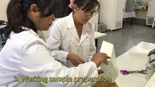 Myanmar Rice Seed Test Procedure by Yangon Seed Testing Laboratory [upl. by Ainoyek]