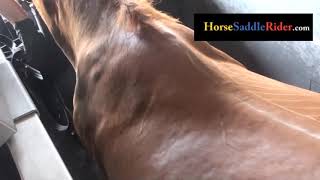 Equine shoulderscapula movement viewed from above on a treadmill 2nd horse has asymmetry [upl. by Uhsoj]