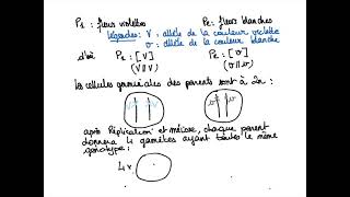 La couleur de fleurs de pois étudiée par Mendel [upl. by Boonie]