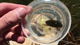 Giant Predatory Diving Beetle Dytiscidae [upl. by Xanthe]