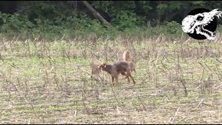 Coyotes Swarm Dog  Coyote Hunting With Decoy Dog [upl. by Eiryk]