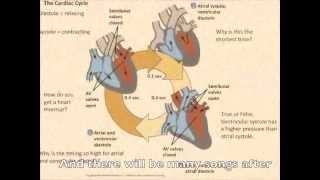 Circulatory System Review Songm4v [upl. by Leeda422]