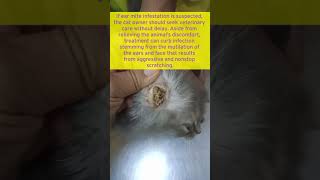 Ear Mites in Cats and Dog shorts [upl. by Krasnoff259]