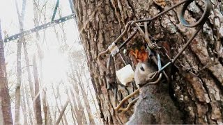 How to set a Tree Set trap for Squirrel  Conibear 110 [upl. by Atiuqrahs643]