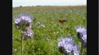 Pszczoły Facelia błękitna Bees Lacy phacelia [upl. by Notlil]