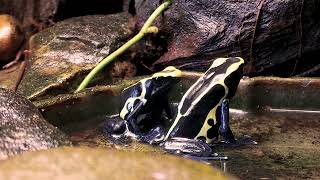 Dendrobates Tinctorius Cobalt calling and courting [upl. by Olga]