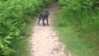 Crazy deerhound puppy [upl. by Lynden]