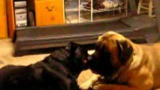 English mastiff rottweiler making out [upl. by Kelwin465]