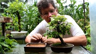 Bougainvillea Bonsai July 2016 [upl. by Worl]