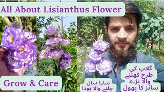 Grow And Care Lisianthus Flower Plant  All About Lisianthus  Rare Garden  Urduहिंदी [upl. by Puri]