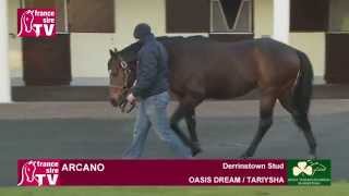 Arcano stallion standing at Derrinstown Stud  Irish Stallion Trail 2015 [upl. by Einobe]