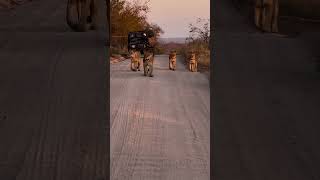 NKUHUMA LIONESSES 4 Nkuhuma queens on Gowrie  lion shorts viralshorts wildlife animals viral [upl. by Kostman546]