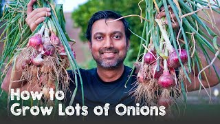 How to Grow a Ton of Onions  Plant amp Grow Start to Finish [upl. by Ecyle]