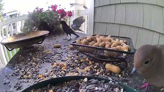 Red Winged Blackbird stops in again [upl. by Adlez919]