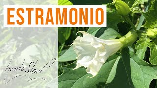 Estramonio Datura stramonium [upl. by Kerrie885]