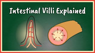 The Intestinal Villi Explained  Absorption [upl. by Nebur248]