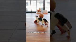 一只鸡婆的panda猫 😻 catshorts catsofyoutube 猫 顽皮猫 pandacat [upl. by Crowley]