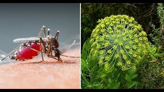 Galbanum Essential Oil 8 health uses of galbanum essential oil [upl. by Bj]