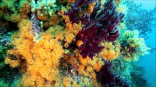 Estartit Diving Illes Medes Costa Brava [upl. by Enelaj]