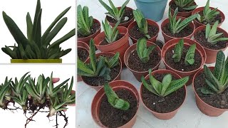 Gasteria Little Warty Propagation  How to separate offsets Gasteria babies  Gasteria Succulent [upl. by Conyers180]