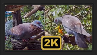 Speckled Pigeon call  Quickie Courtship flirting break between eating [upl. by Griselda]