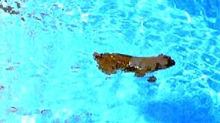 Brussels Griffon Swimming Satch [upl. by Ladnik]