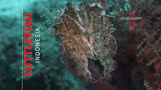 Stunning Cuttlefish Color Transformation  Indonesia [upl. by Neelrahs849]