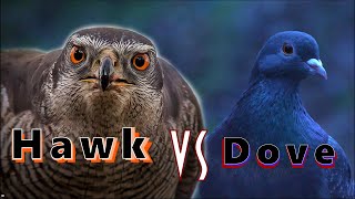 Hawk VS Dove  Peregrine falcon Goshawk attacks Compilation [upl. by Dalli]