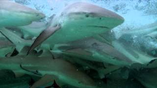 Blue Lagoon RANGIROA [upl. by Anaiv]