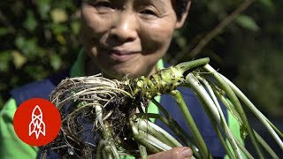 El wasabi la planta más difícil de cultivar [upl. by Nilkoorb]