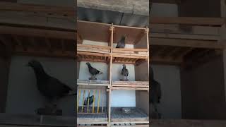 tippler pigeon breeds  Pigeon loft  Pigeon farm [upl. by Hgielah]