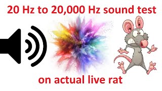 20Hz to 20000Hz sound test on live rat lets see what happens next [upl. by Ennayhs]