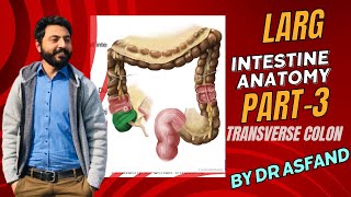 Large Intestine Anatomy of Transverse Colon Blood Supply Nerve Supply [upl. by Whitman718]